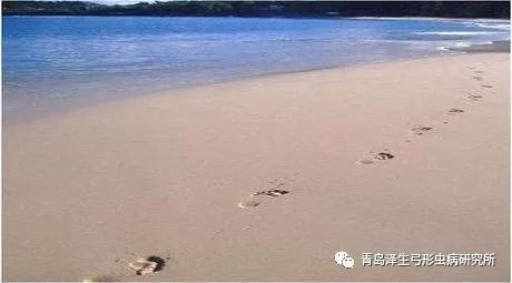 青岛泽生弓形虫病研究所 图片